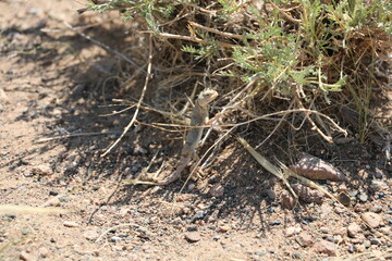 Beautiful landscape of Mongolia. Untouched nature in summer with grass and flowers. Mongolia, yurt, nomads, pastures, skull, camel, path, road in the dunes, desert, Asia, lizard,