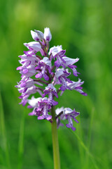 Obraz premium Orchis militaire