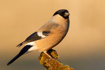 Bright close up of eurasian bullfinch female sitting on a twig.