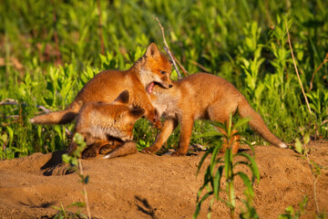 Naklejka na ściany i meble Family red fox playing on den in springtime nature