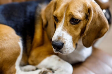 he beagle dog lies on the chair. Relaxes and rests. Homework. High quality photo
