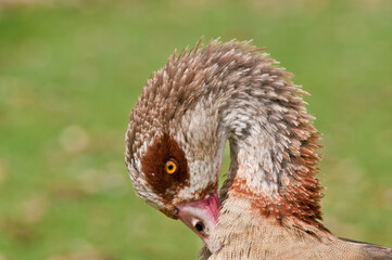 Feral Egyptian Goose (Alopochen aegyptiacus) in park, Keil, Schleswig-Holstein, Germany
