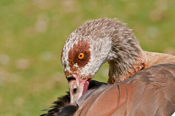 Feral Egyptian Goose (Alopochen aegyptiacus) in park, Keil, Schleswig-Holstein, Germany