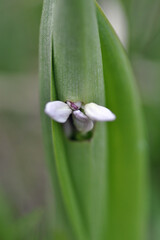 Orchis militaire