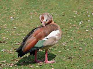 Feral Egyptian Goose (Alopochen aegyptiacus) in park, Keil, Schleswig-Holstein, Germany