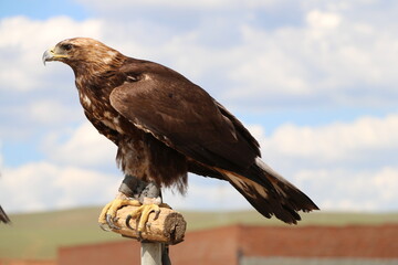 A hawk flies in the Mongolian desert.