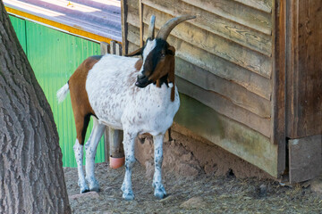 Braun weiße Ziege mit starrem Blick