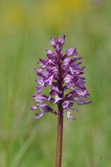 Orchis militaire