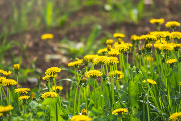 Field of yellow dandelions. Taraxacum officinale, the common dandelion