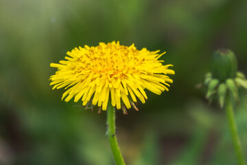 Naklejka premium Field of yellow dandelions. Taraxacum officinale, the common dandelion