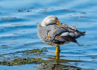 Male of Flying Steamer Duck (Tachyeres patachonicus) on lagoon in Ushuaia, Land of Fire (Tierra del Fuego), Argentina
