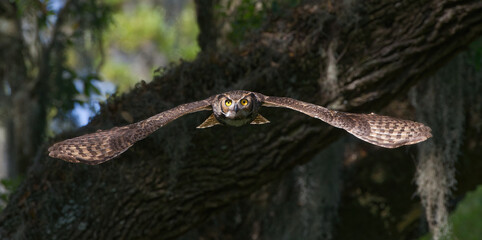 great horned owl adult (bubo virginianus) flying towards camera from oak tree, yellow eyes fixed on camera, wings spread apart, bokeh background
