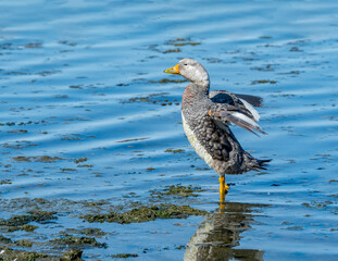 Male of Flying Steamer Duck (Tachyeres patachonicus) on lagoon in Ushuaia, Land of Fire (Tierra del Fuego), Argentina