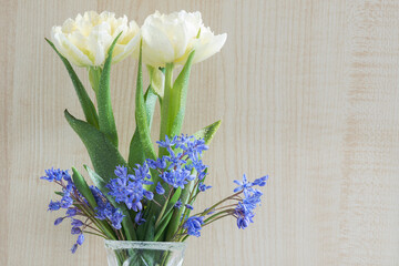 Two beautiful light peony tulips  and scilla flowers.