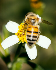 Abeja polinizando, Flor de romerillo. Macro.