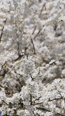 blooming, beauty, bloom, tree, sky, spring, blossom, nature, white, branch, flower, blue, cherry, flowers, plant, outdoors, beautiful, flora, blossoming