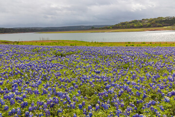Texas bluebonnets near Lago Vista Texas at Turkey Bend on Lake Travis