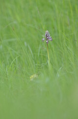Orchis militaire