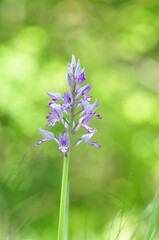 Orchis militaire