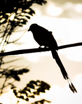 Momotus aequatorialis, Momotus momota, silueta de ave al atardecer o amanecer con cola larga y dos plumas
