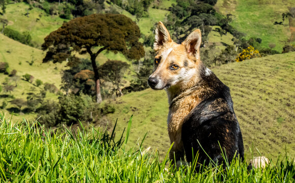 Perro modelando, mirando a la c&aacute;mara, atento, perro posando en la naturaleza, perro en la monta&ntilde;a, en el campo, perro y &aacute;rbol, perro sentado en el c&eacute;sped o pasto, perro pastor y guardi&aacute;n en monta&ntilde;a