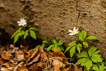 two wood anemone flowers in the Hainich National Park in Thuringia