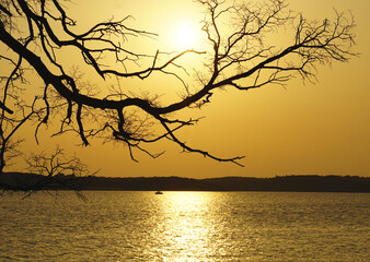 Amazing golden sunset with silhouette of tree branches above sea