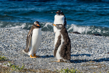 Adult Gentoo Penguin (Pygoscelis papua) with chick at colony, Land of Fire (Tierra del Fuego), Argentina