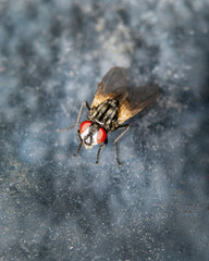 Mosca, Macro.