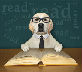 A smart dog labrador in a black tie and glasses reads an open book at the desk.