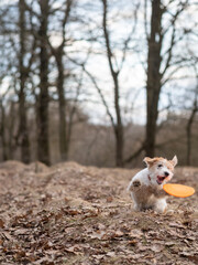 Naklejka na ściany i meble Jack Russell Terrier puppy catches frisbee in the forest