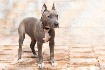 blue American Staffordshire Terrier, cropped ears. pedigree trained dog. training, obedience of...