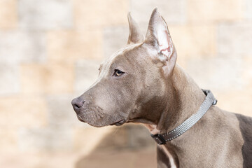 closeup portrait of blue American Staffordshire Terrier puppy. cropped ears Stafford, grey color. breed standard. amstaff dog.