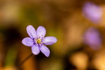 macro of a liverwort flower