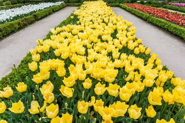 Yellow tulips. Group of yellow flowers. Gardens of Madrid covered in flowers. Botany