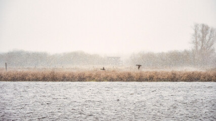 Ducks in snow