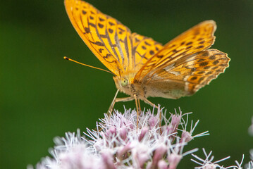 Close-up silver-washed fritillary butterfly on violet flower in sun light
