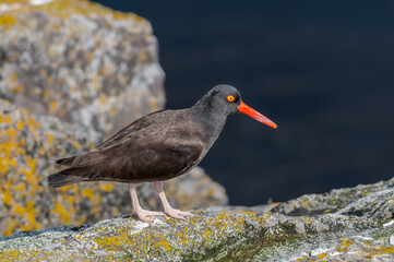 Black Oystercatcher (Haematopus bachmani) at Chowiet Island, Semidi Islands, Alaska, USA
