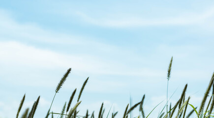 Green grass, blue sky background with white clouds