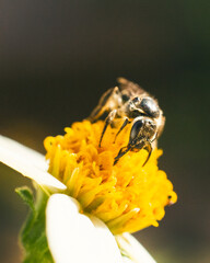 Avispa en flror de romerillo. Macro