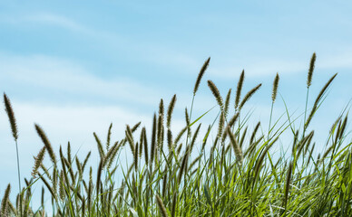 Naklejka premium Green grass, Green grass, blue sky background with white cloudsblue sky background with white clouds