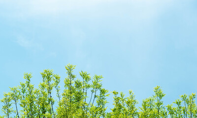Green grass, blue sky background with white clouds