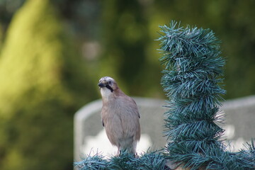 Sójka ,ptak sójka ,sójka zwyczajna ,ptak © LBanacki