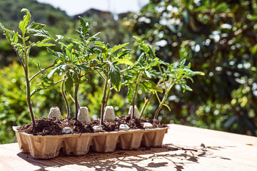 Seedlings of tomato in reused egg box in the garden. Baby plants seeding. Planting in the spring. Horticulture and coltivation, spring gardening.