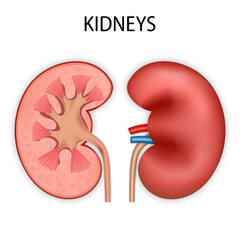 Front view of Kidney human renal realistic isolated on white background. 3d vector illustration.