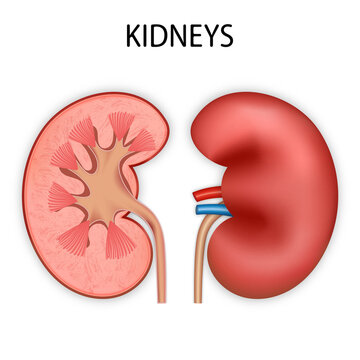 Front view of Kidney human renal realistic isolated on white background. 3d vector illustration.