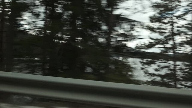 forest in the snow