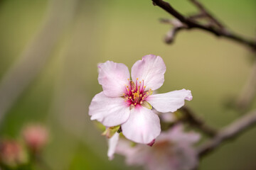 Fototapeta na wymiar Pink almond blossom on an almond tree. Flowering almonds in the spring garden.
