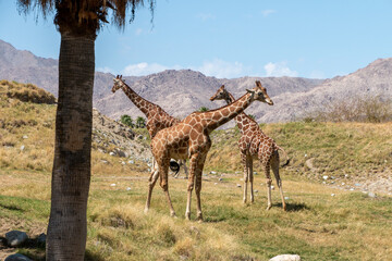 3 giraffe are standing together. A palm tree is to the left. A blue sky and mountains are in the background.