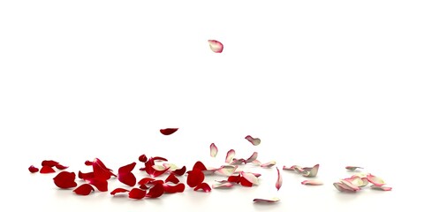 White and red rose petals fly and fall on the reflective floor. White background